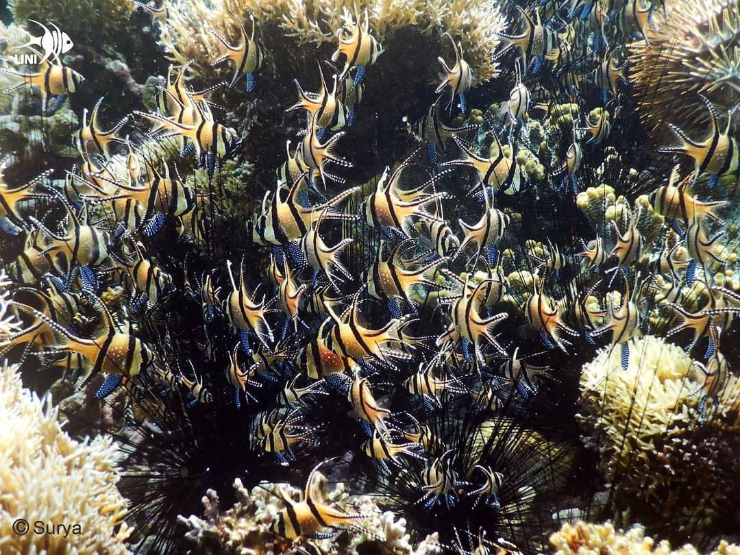 Banggai Cardinalfish