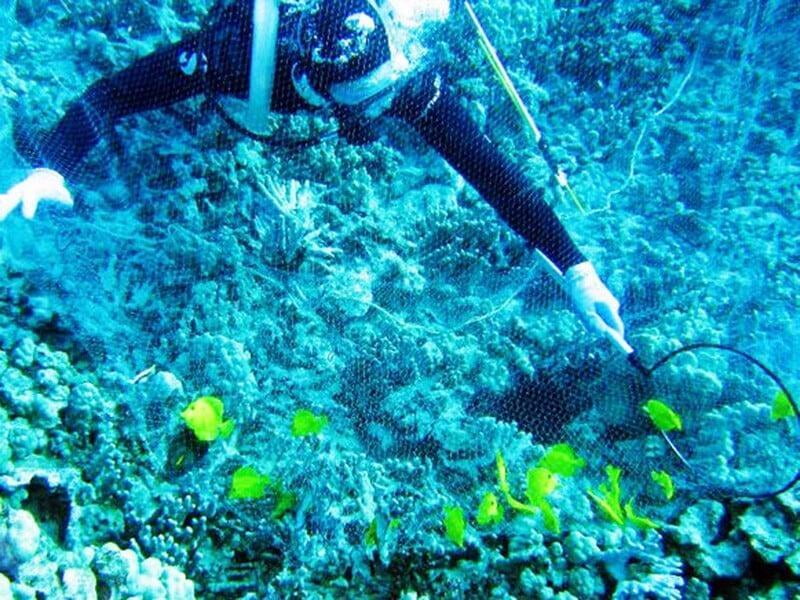 Hawaii's Storied Aquarium Fishery